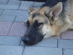 image.jpeg