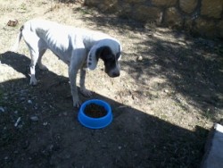 Stray pointer.jpg