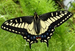 Swallowtail butterfly.jpg