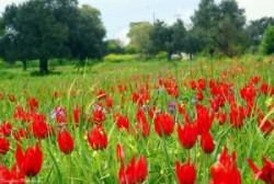Cyprus tulip.jpg