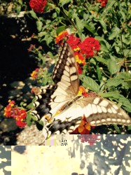 Butterfly on lantana