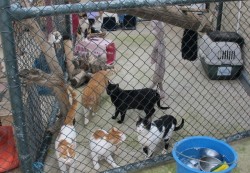 lets play cats.jpg