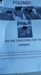 lost dog found.jpg