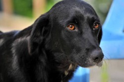Jule dog eyes.jpg