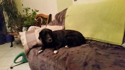 Jule sofa.jpg