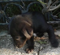 puppy1.jpg