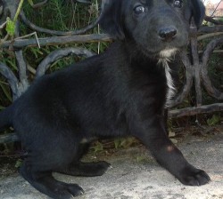 puppy2.jpg