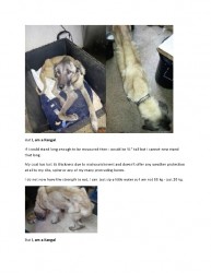 I am a Kangal-page0003.jpg