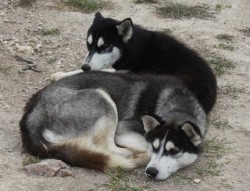 Someone, somewhere must have seen these dogs