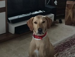 Kizzy now after only 4 weeks of tlc