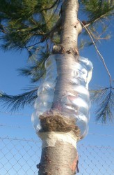 ProcessionalCaterpillarTrap.jpg (102.51 KiB) Viewed 938 times Make your own trap!