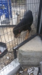 Temp shelter 18.03.16.jpg