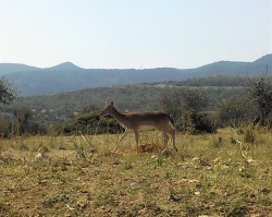 bacheli deer.jpg