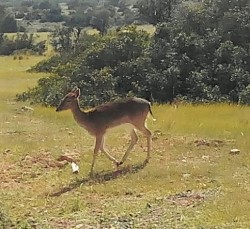 bacheli deer 2.jpg