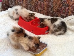Kittens.jpeg