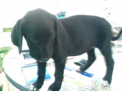Female black pup.jpg