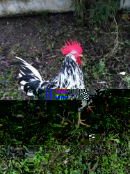 cock.jpg