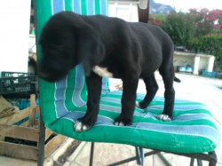 Female black pup large.jpg