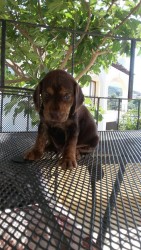 This one is also one of the pups, and its a male.