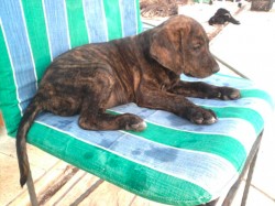 Male brown pup.jpg (456.31 KiB) Viewed 1774 times was adopted out for 5 days but was brought back because I was too lonely all by myself and cried a lot .... happy to see my family again! :smile: