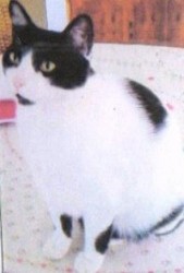 SID DERVISH CAT - photo.jpg