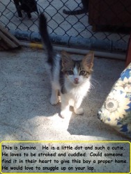 Domino.jpg