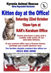 Kitten Day English jpg.jpg