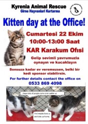 Kitten day Turkish.jpeg