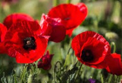 poppies.jpg