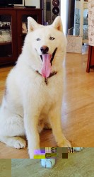 Irenas Husky.jpg