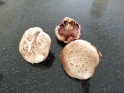 Mushrooms