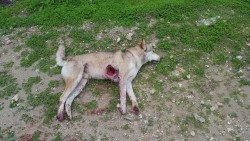 And what protocol is this the person who carried out this barbaric act following?