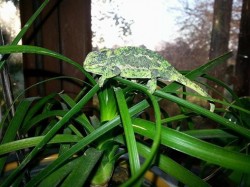chameleon2.jpg