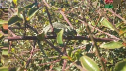 Chameleon.jpg