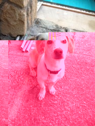 Dog 2.jpg