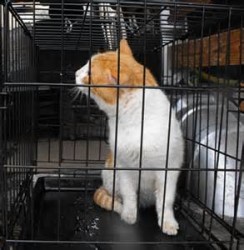 cat in basket.jpg