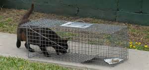 cat in trap.jpg