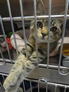 cat neutering.jpg