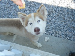 Husky.jpg