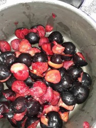 plums2.jpg