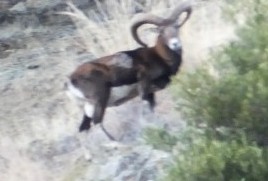 Mouflon2.jpg
