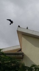 Pigeons soon learn