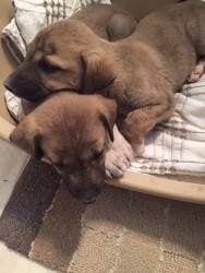 Karao dogs.jpg
