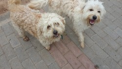 Lost dogs.jpg
