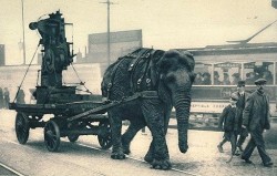 elephant.jpg