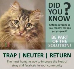 trap neuter return.jpg