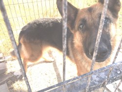 GSD 1.jpg