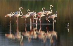Flamingoes.jpg (237.81 KiB) Viewed 1291 times Greater flamingoes