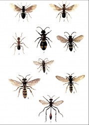 Bees 02.JPG