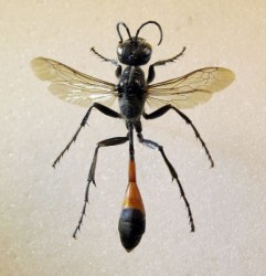 Red-Banded Sand Wasp.JPG (38.26 KiB) Viewed 908 times Female